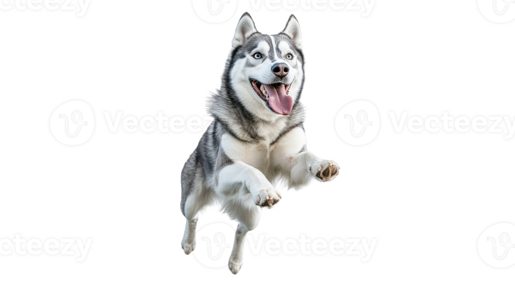 Energetic husky jumping in playful mood png