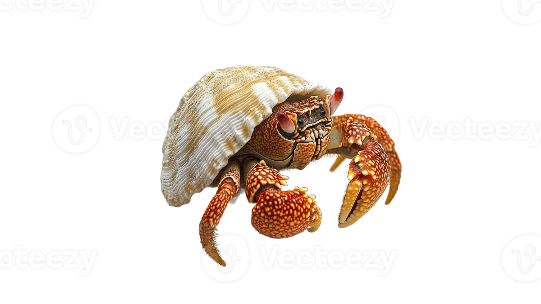 Colorful hermit crab on a sandy beach png