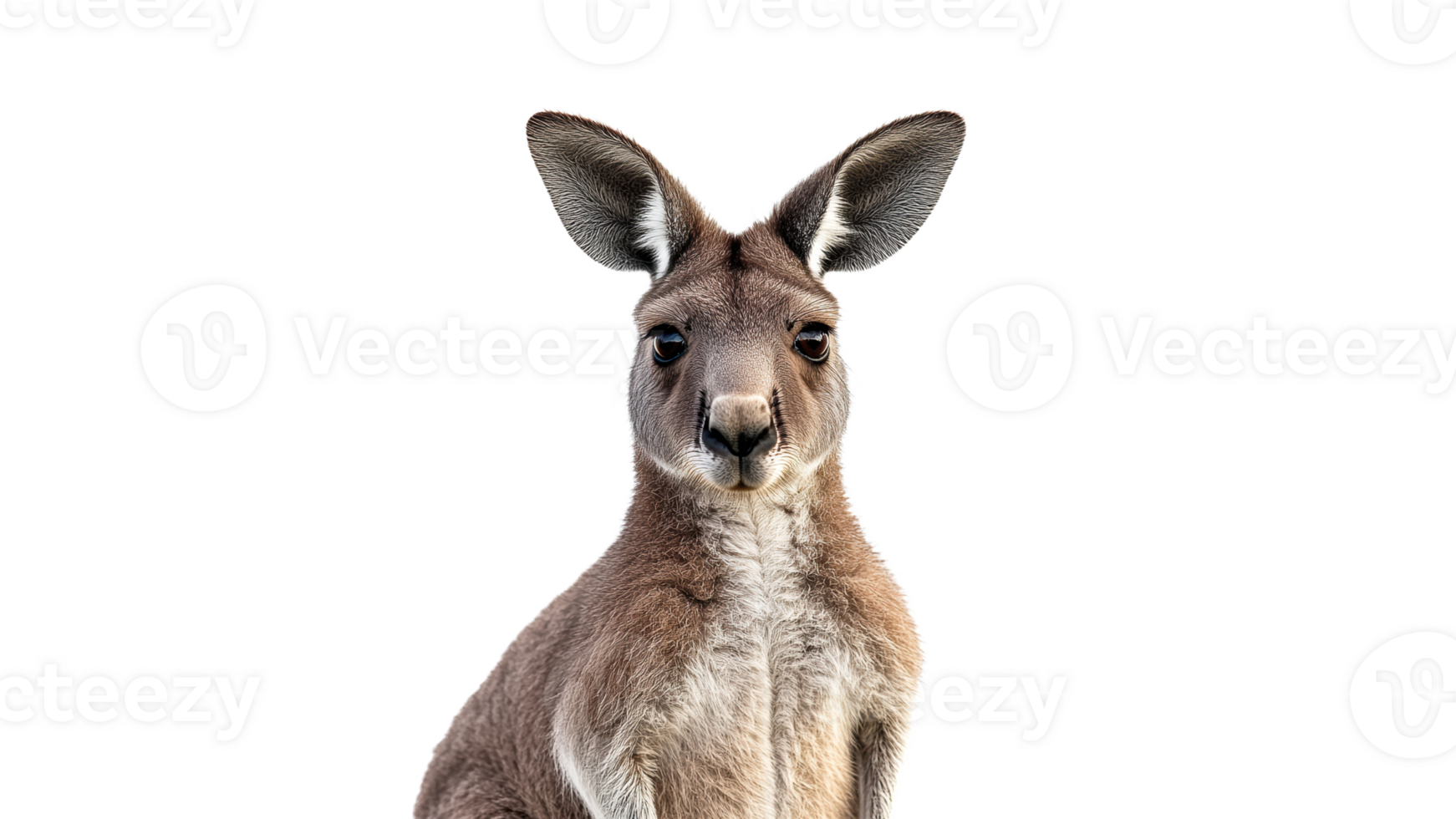 Kangaroo standing against a white background png
