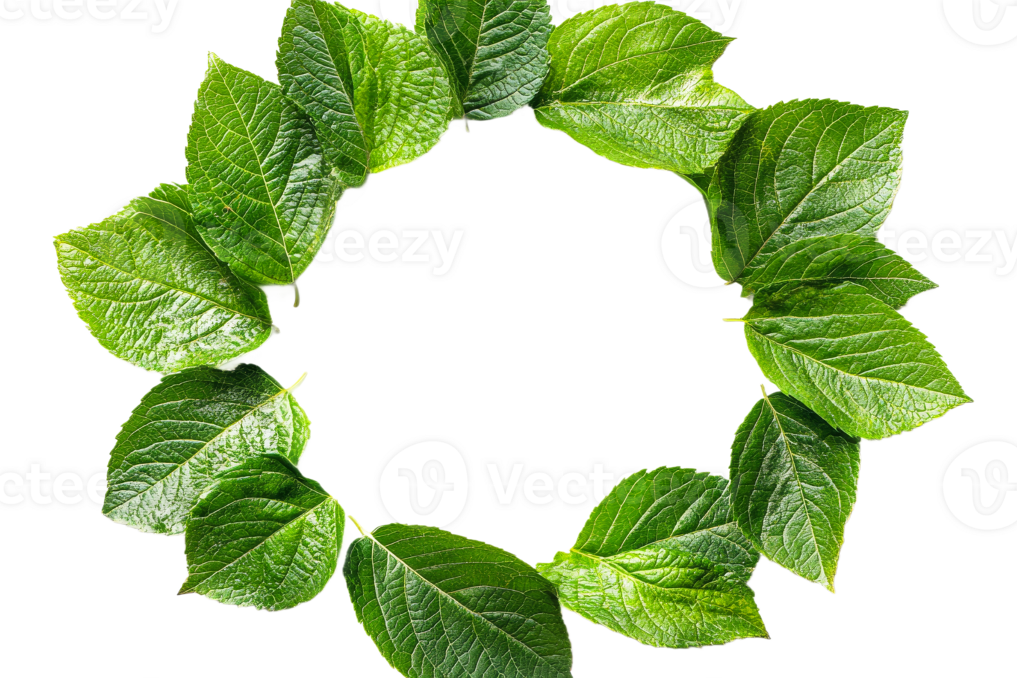 Vibrant green leaves arranged in circular pattern png