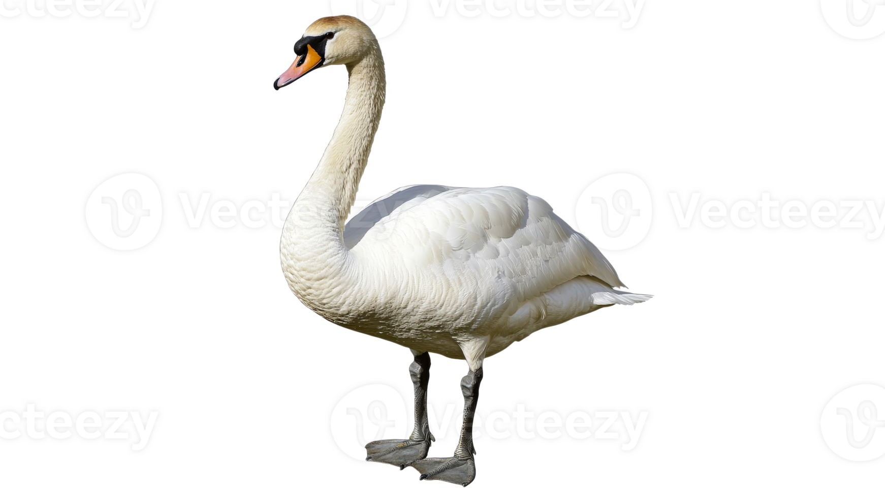 Elegant swan standing gracefully near water transparent png