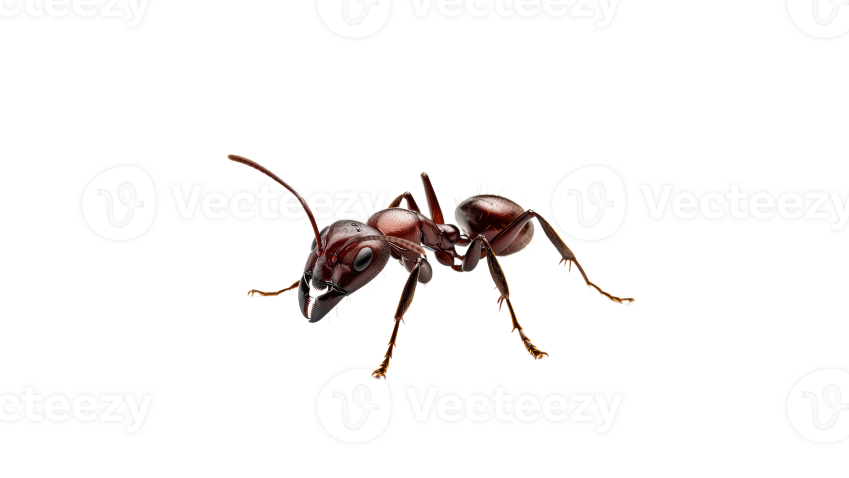 Red ant captured in detailed close up view png