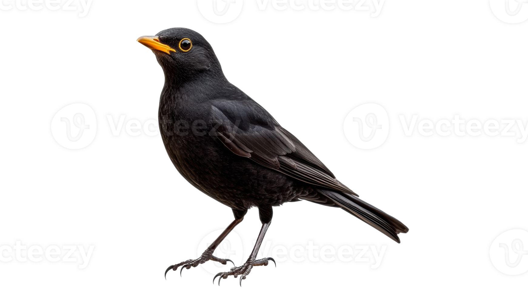 Blackbird perched on a branch with yellow eyes png