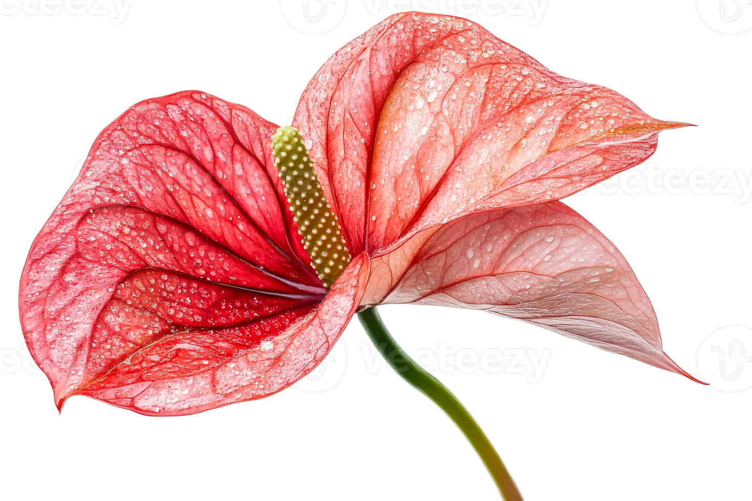 Beautiful red anthurium flower with droplets png