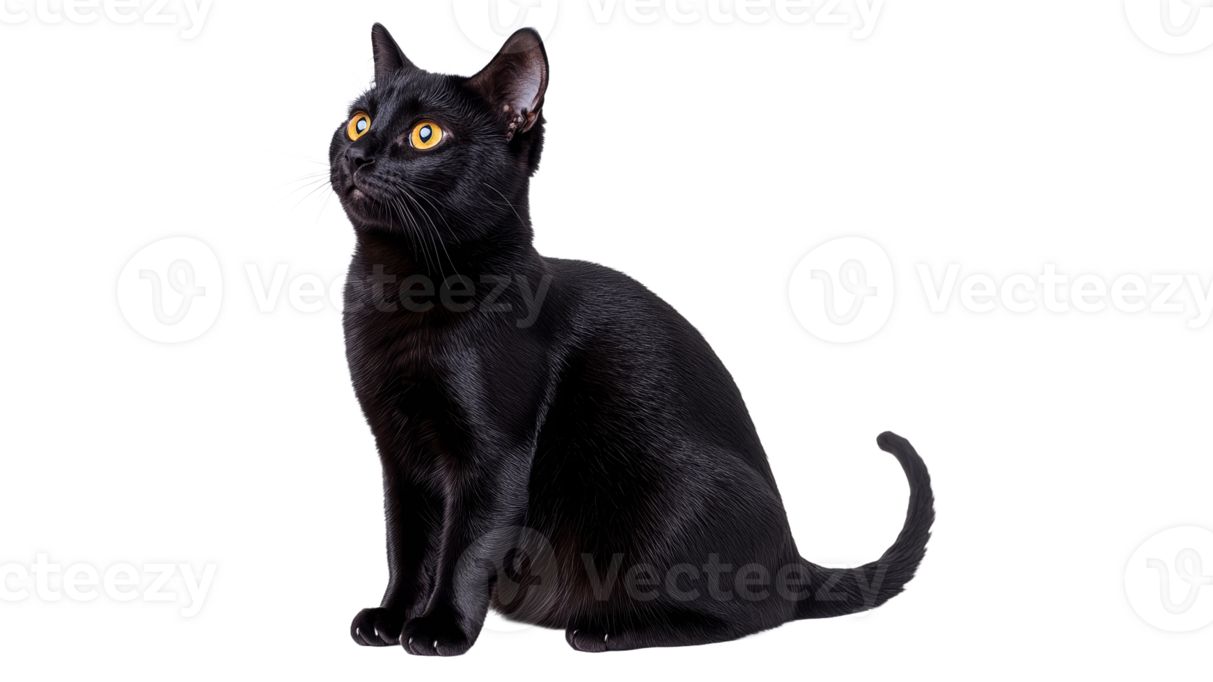 Black cat sitting gracefully in a light setting png