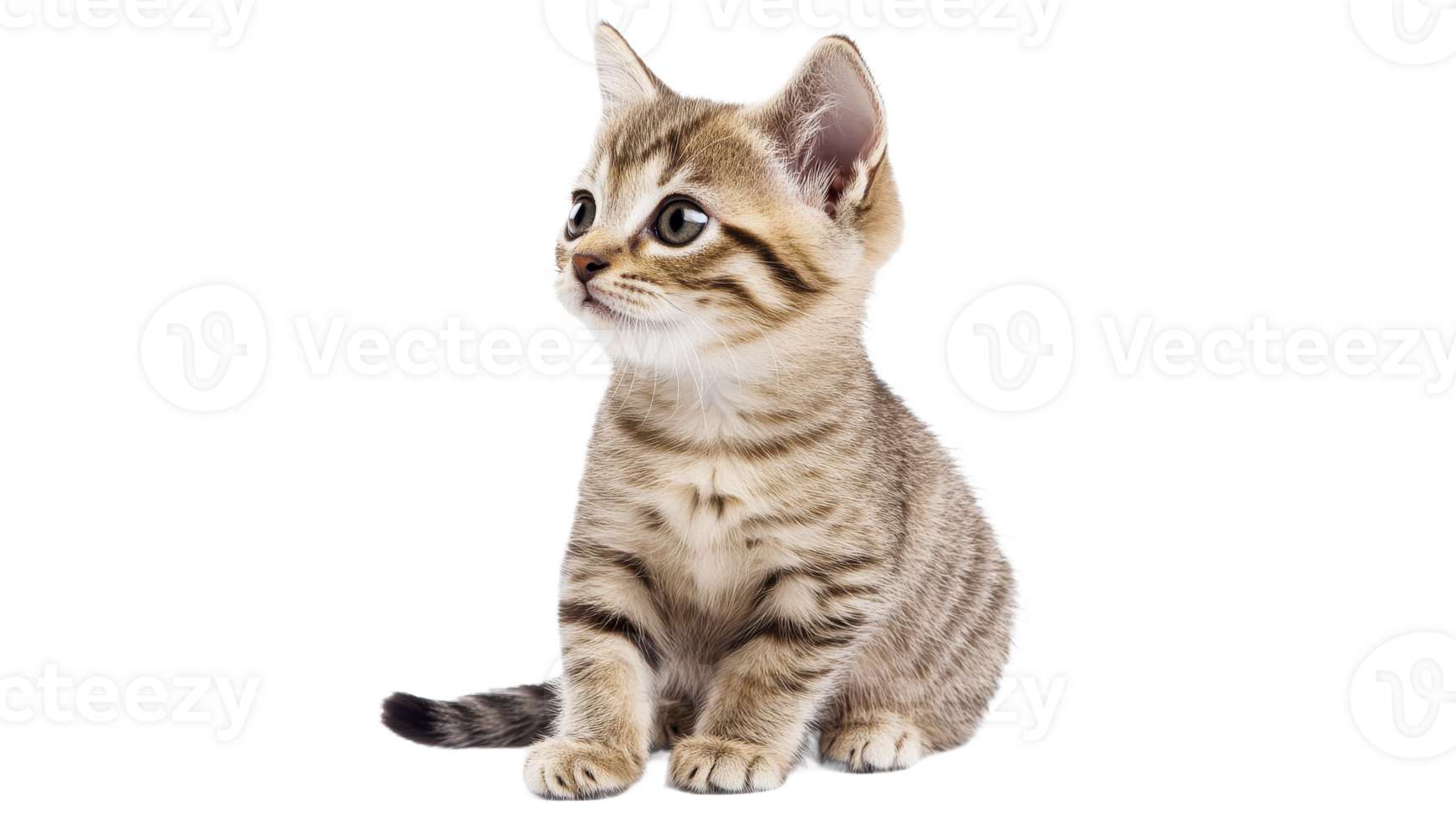 Cute kitten sitting peacefully with big eyes png