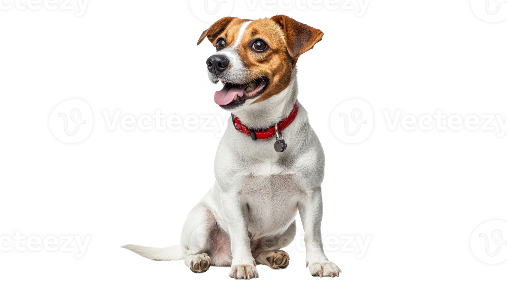 Happy dog with red collar sitting and smiling png