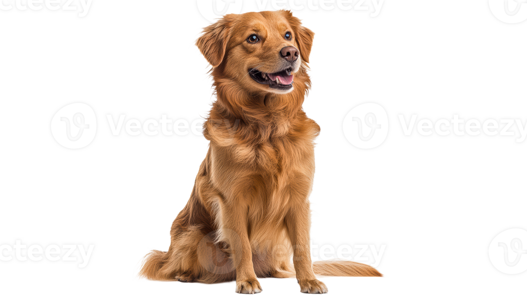 Happy golden retriever sits on a light background png