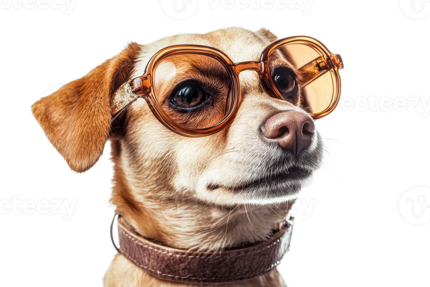 Dog wearing stylish glasses with a confident look png