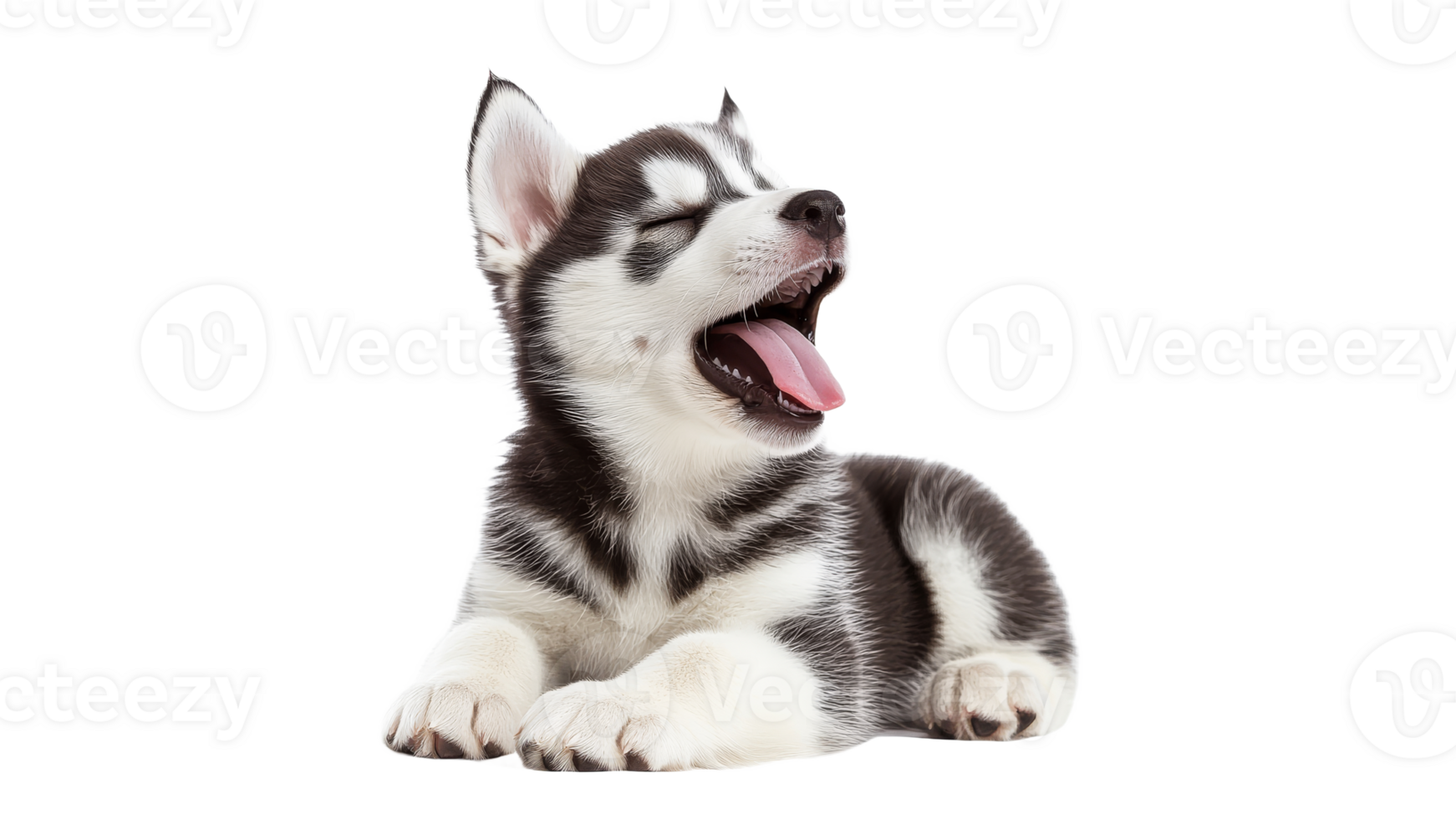 Puppy yawning indoors on white png