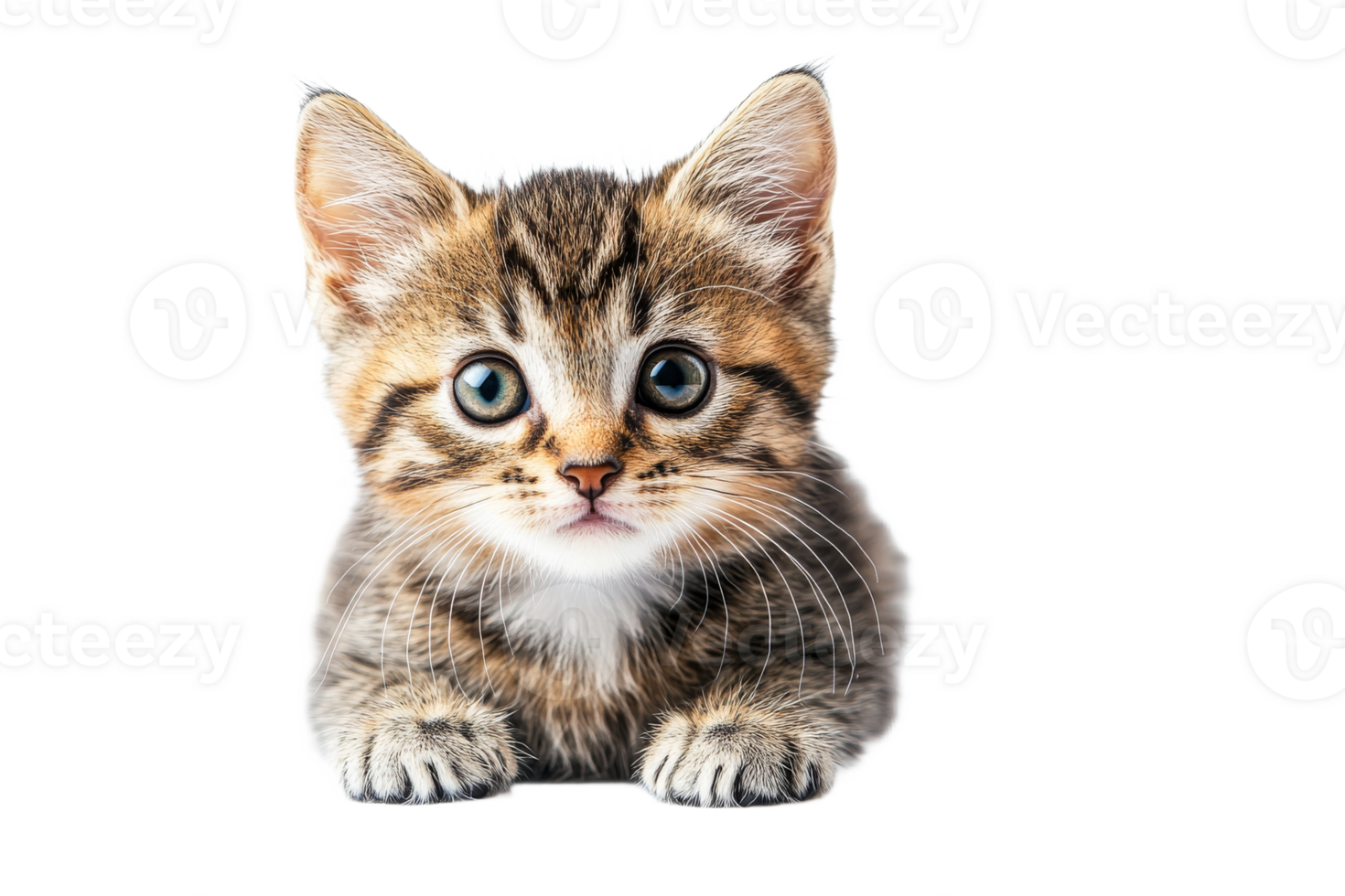 Cute tabby kitten looking curiously at camera transparent png