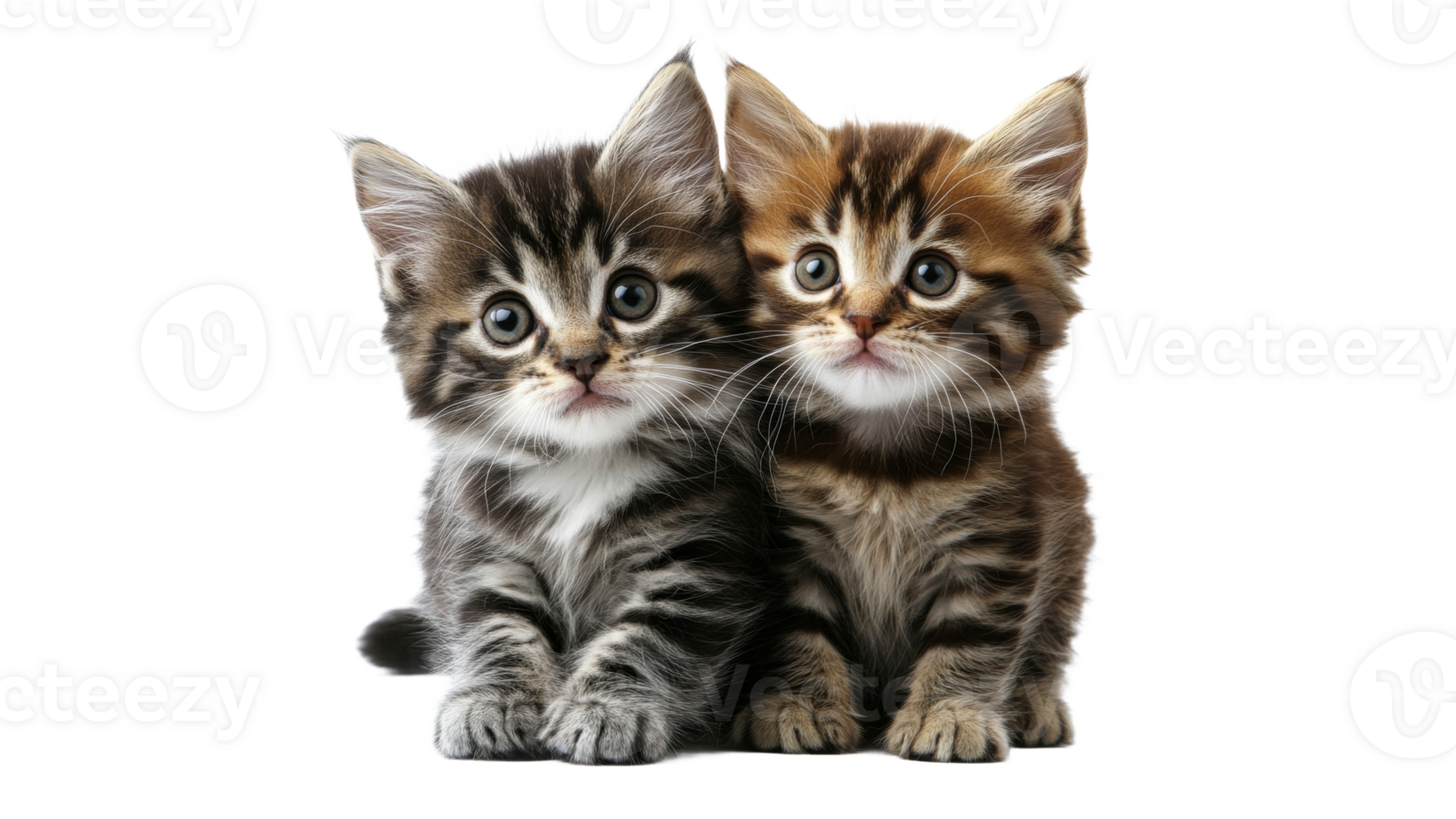 Kittens playing on a white backdrop png