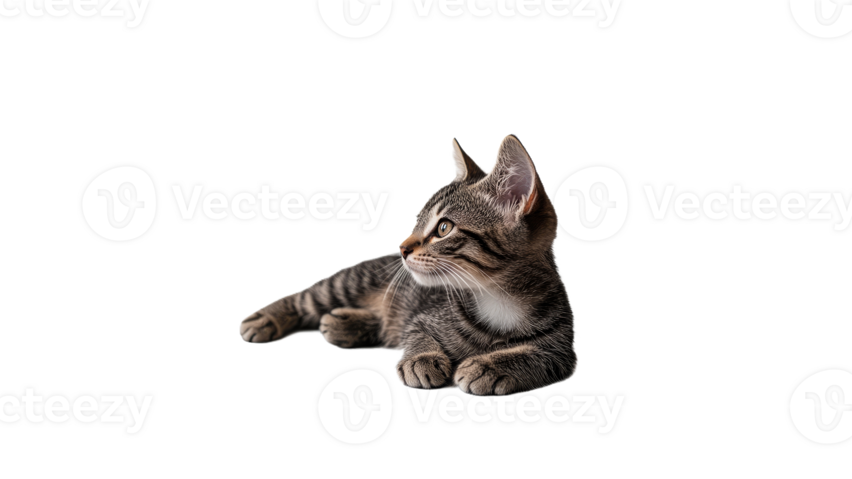 Cute tabby kitten resting and looking away png