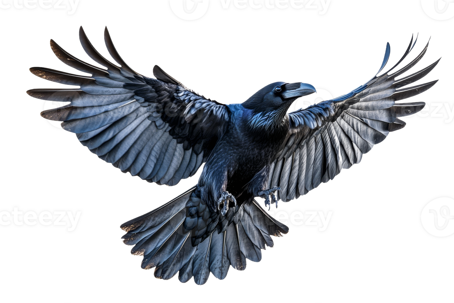 Majestic raven soaring in clear blue skies png