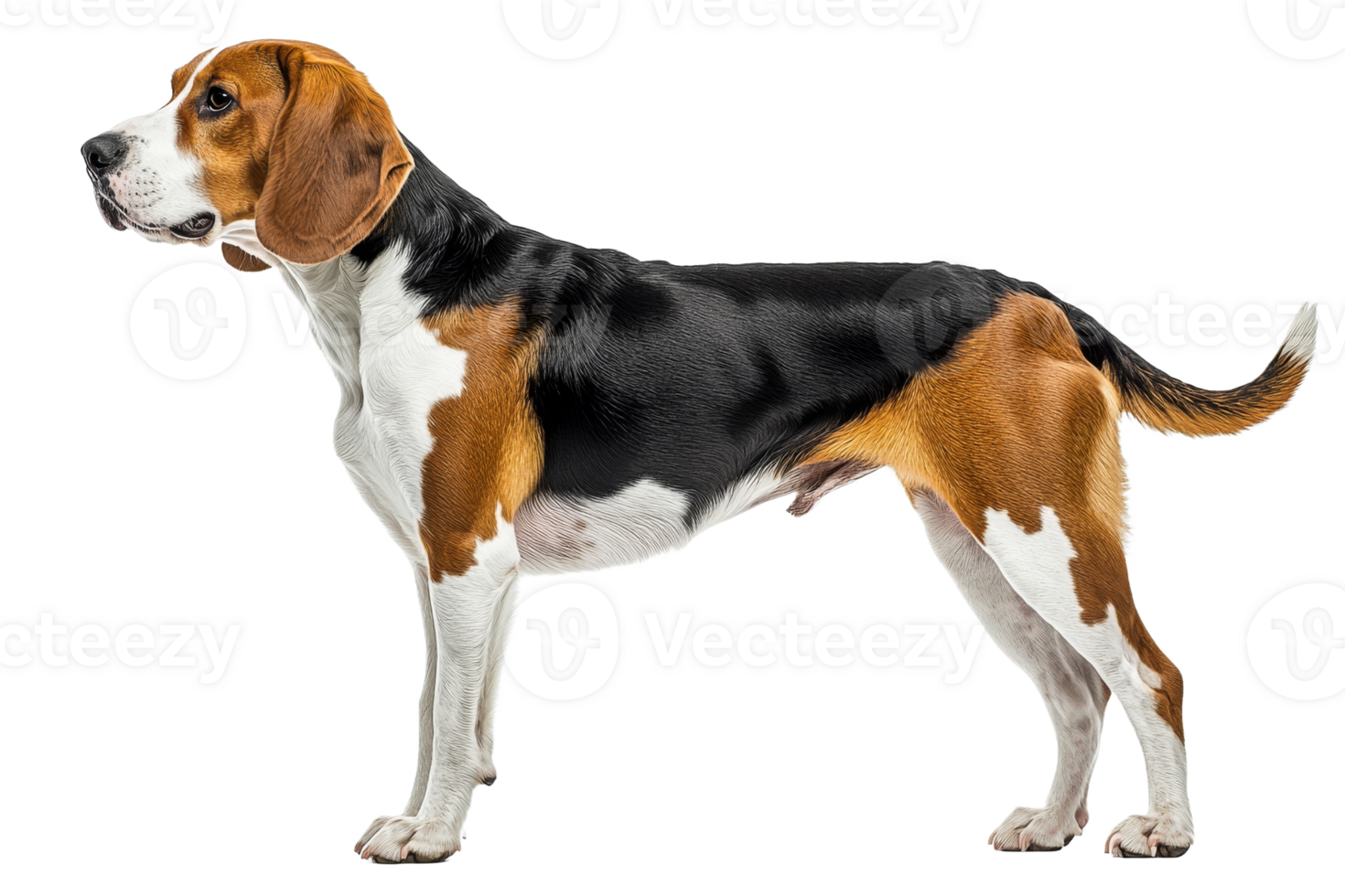 Beagle dog standing proudly on white background png