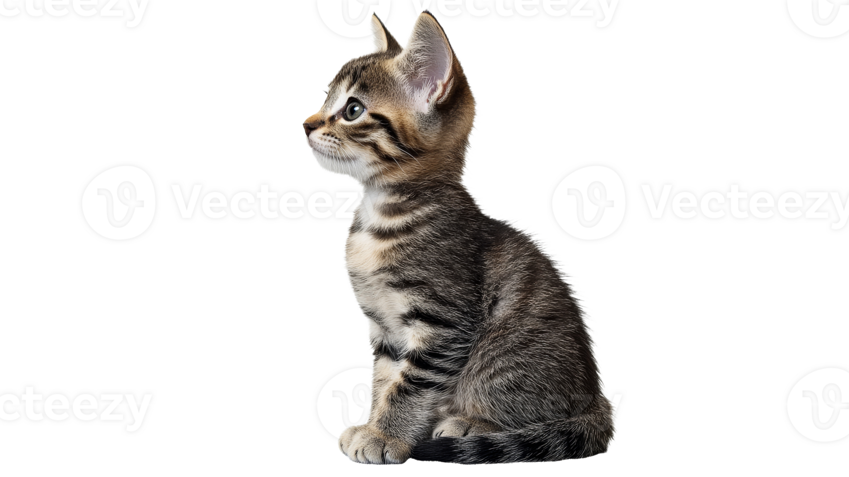 Cute tabby kitten sitting gracefully in profile png