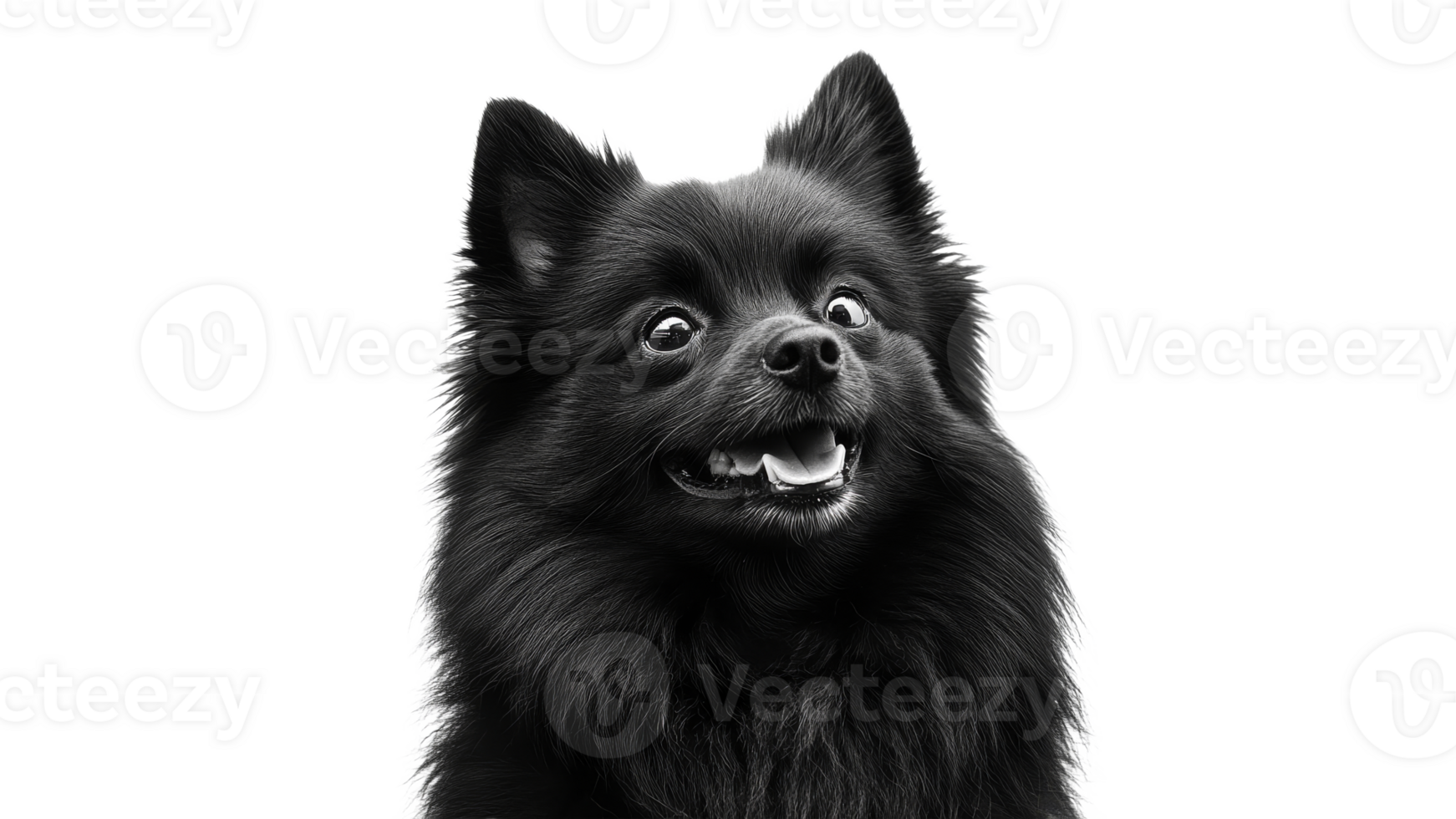Black fluffy dog with happy expression in close up png