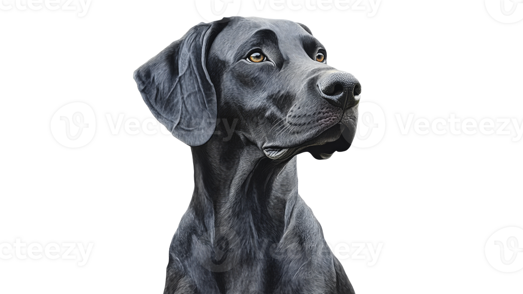 Detailed portrait of a black labrador retriever png