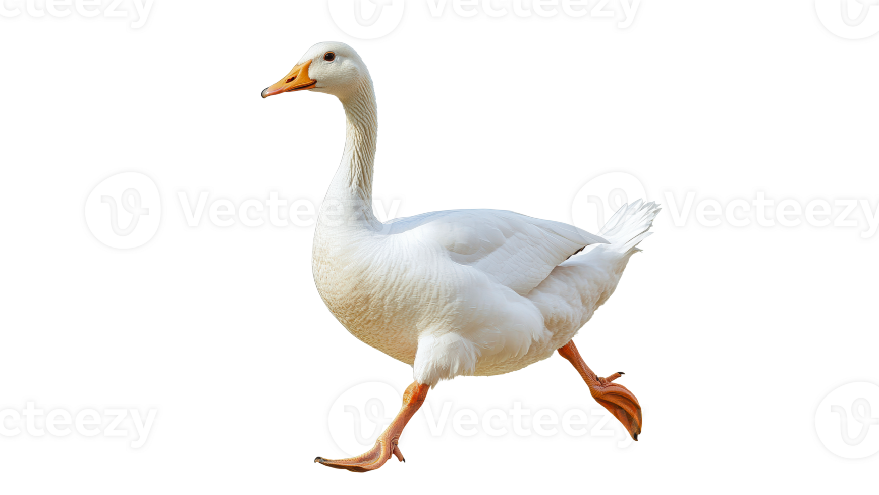 White goose walking gracefully in a bright setting png