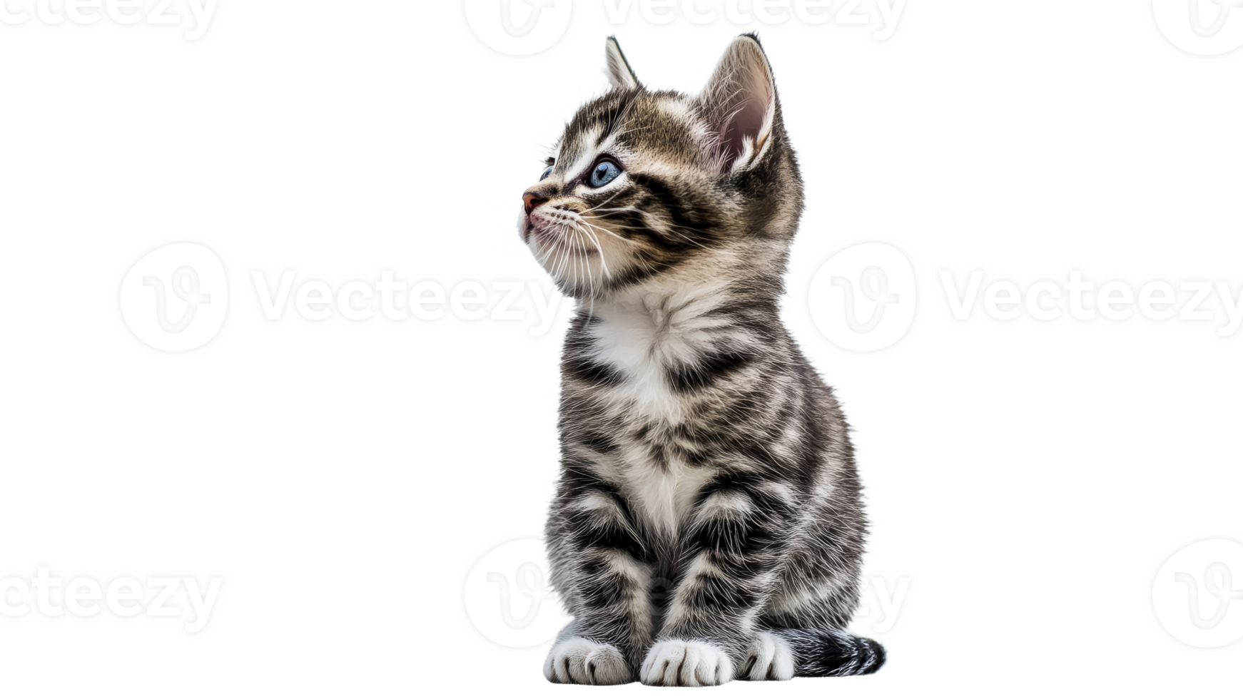 Playful striped kitten looking right in studio png