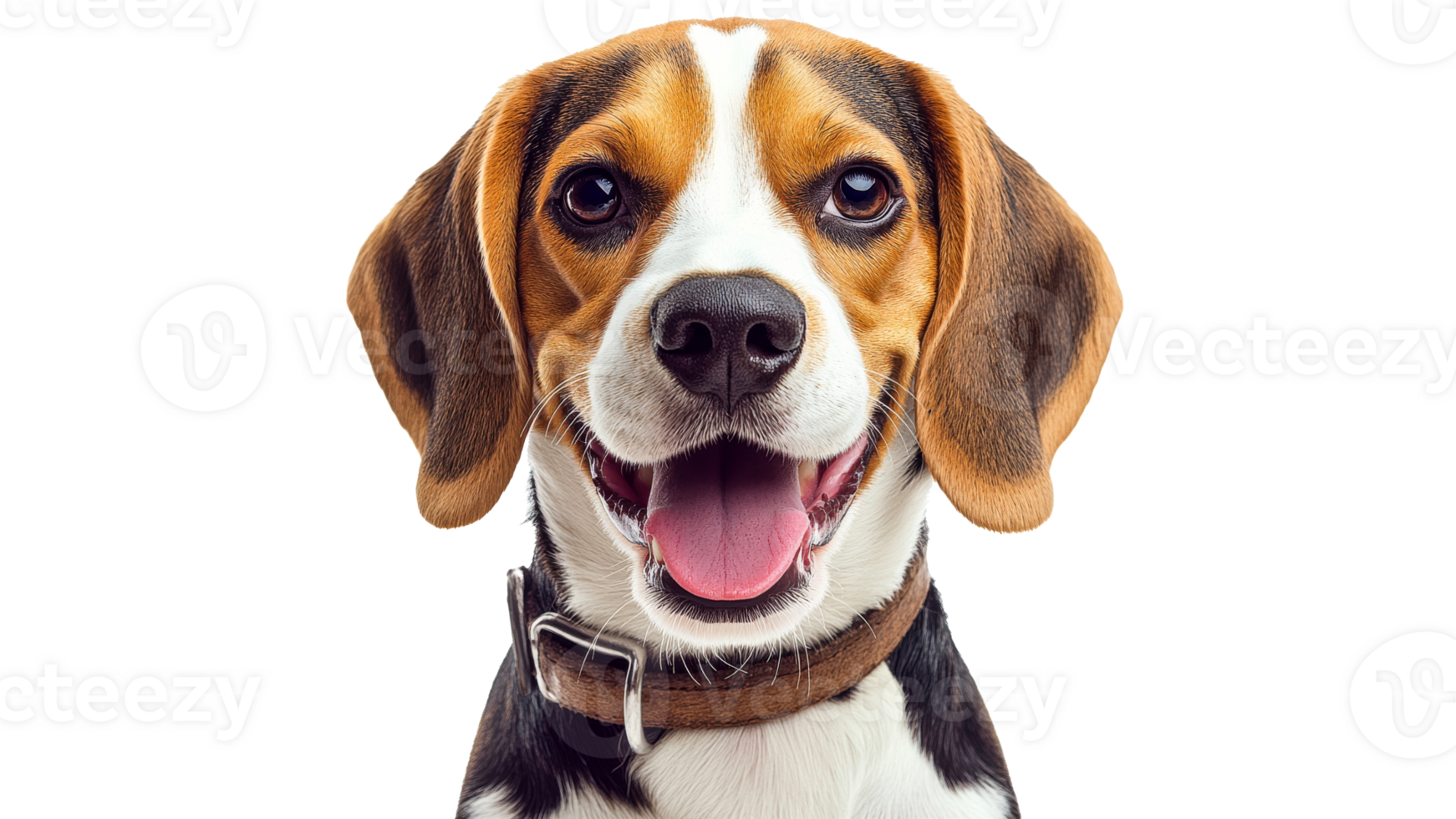 Happy beagle dog with a friendly expression png