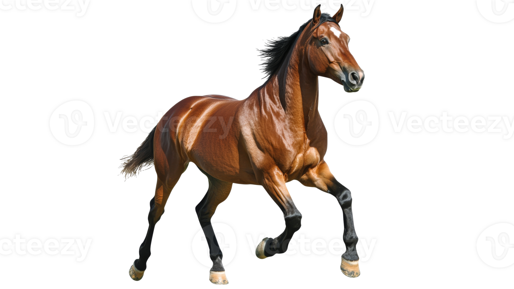Horse running freely in a sunny field png