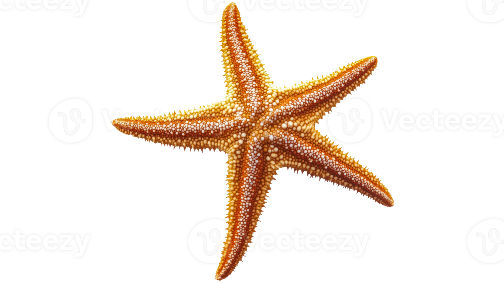Colorful starfish resting on a transparent background png