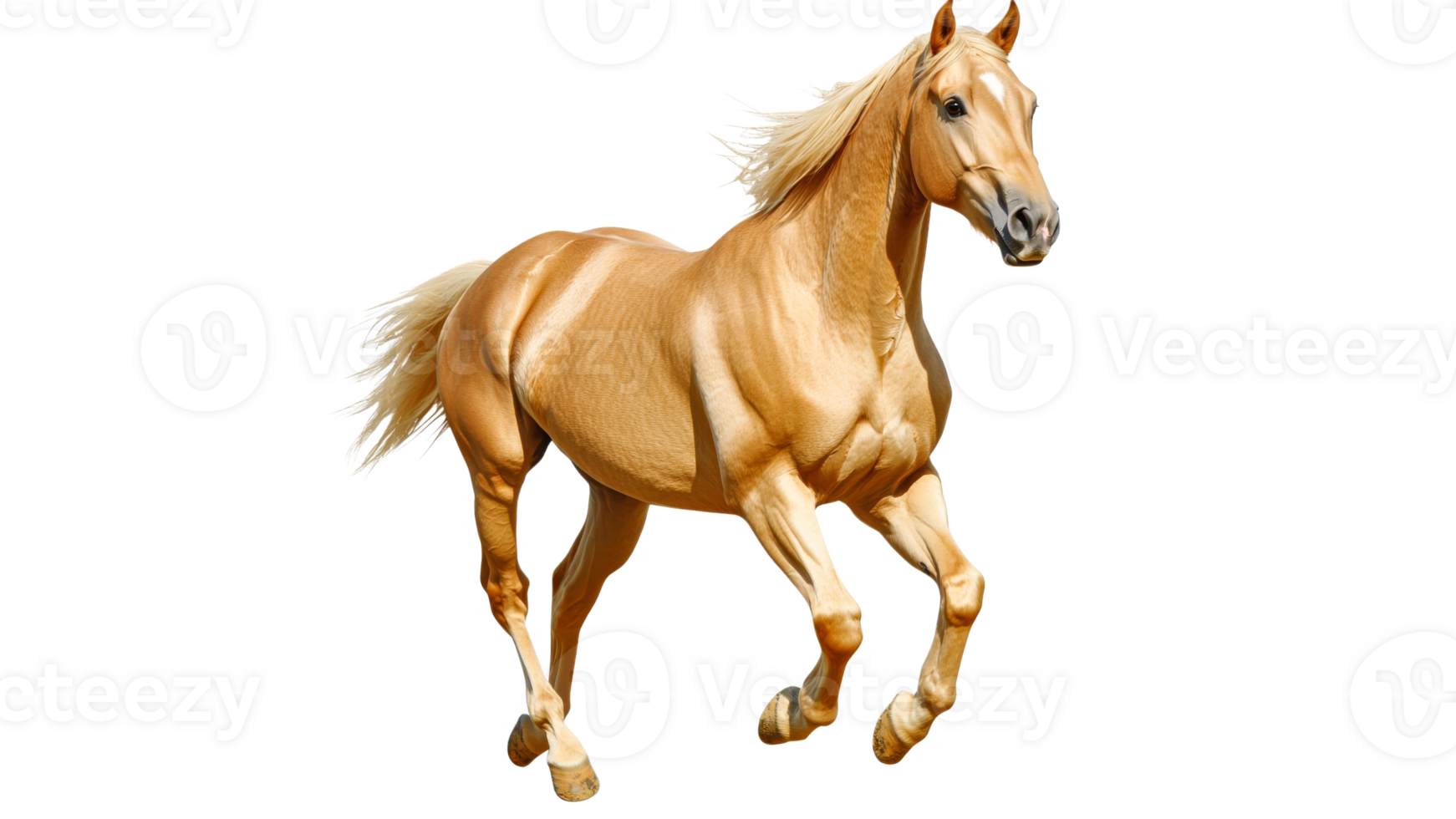 Golden horse running in a bright open space png