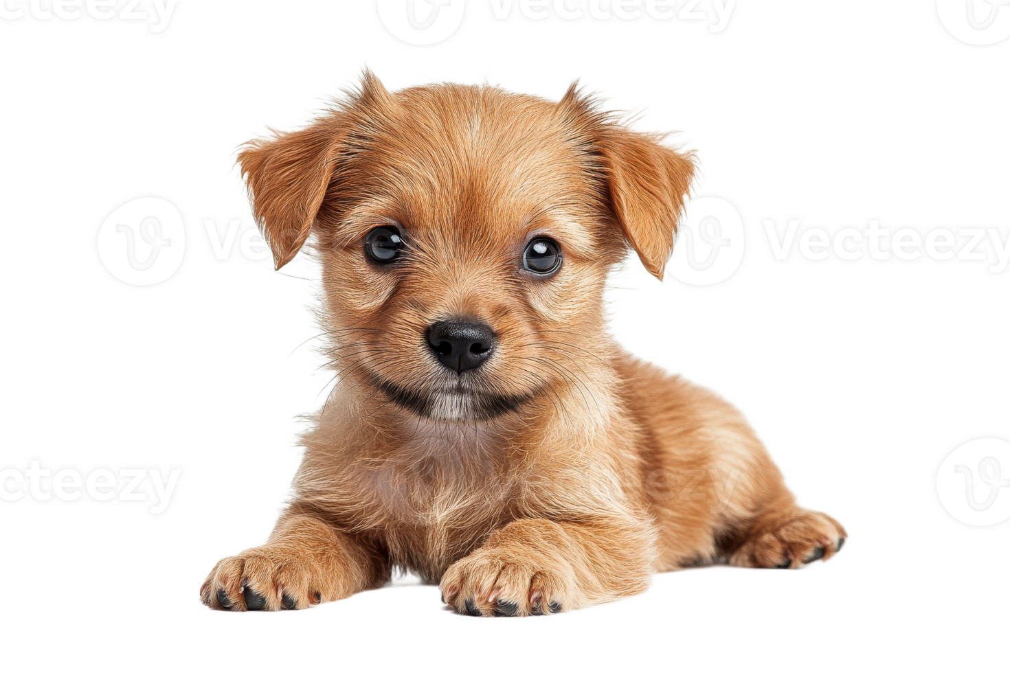Cute puppy lying down on a plain background png