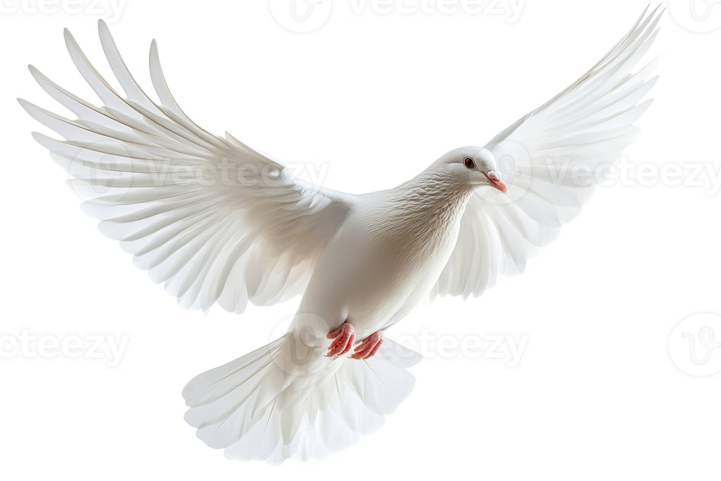 wit duif in vlucht tegen een duidelijk achtergrond png