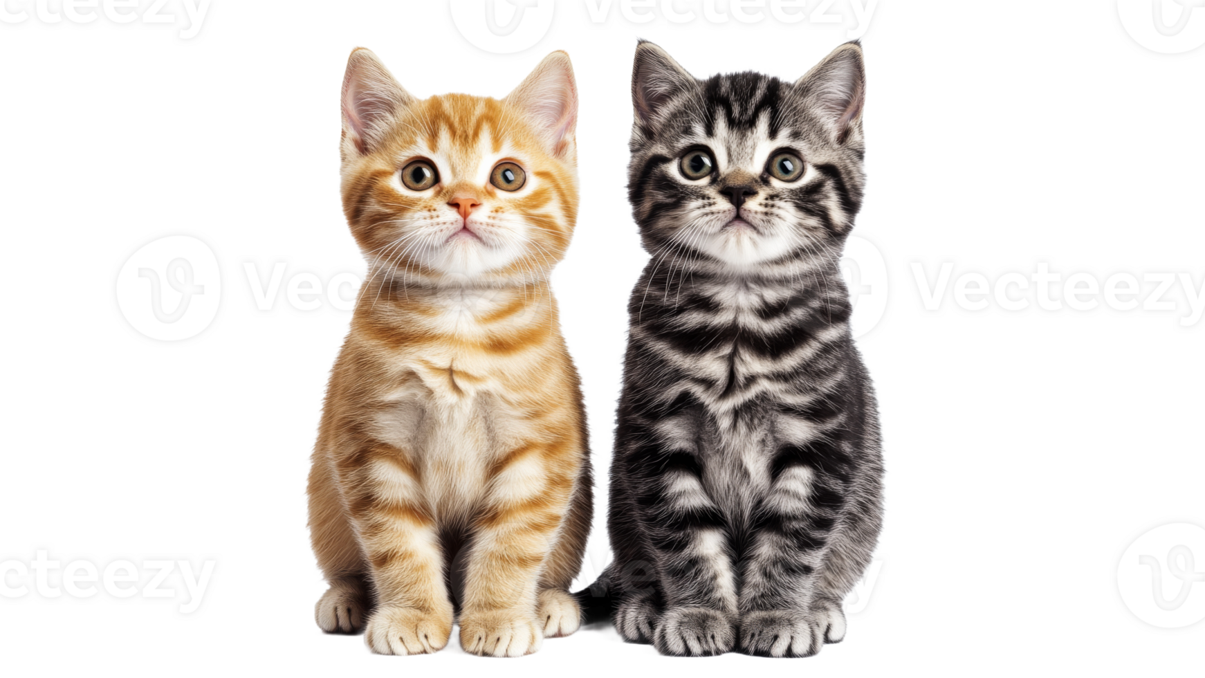 Cute kittens sitting side by side in bright light png