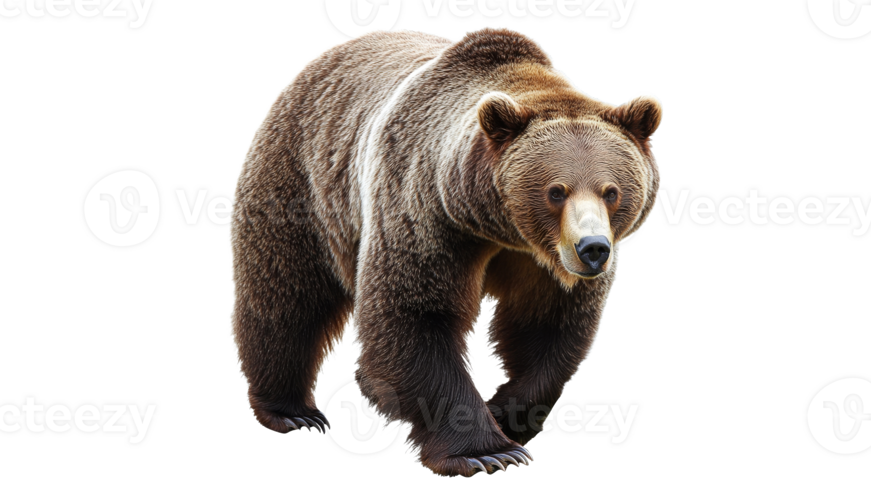 Grizzly bear in daylight habitat png