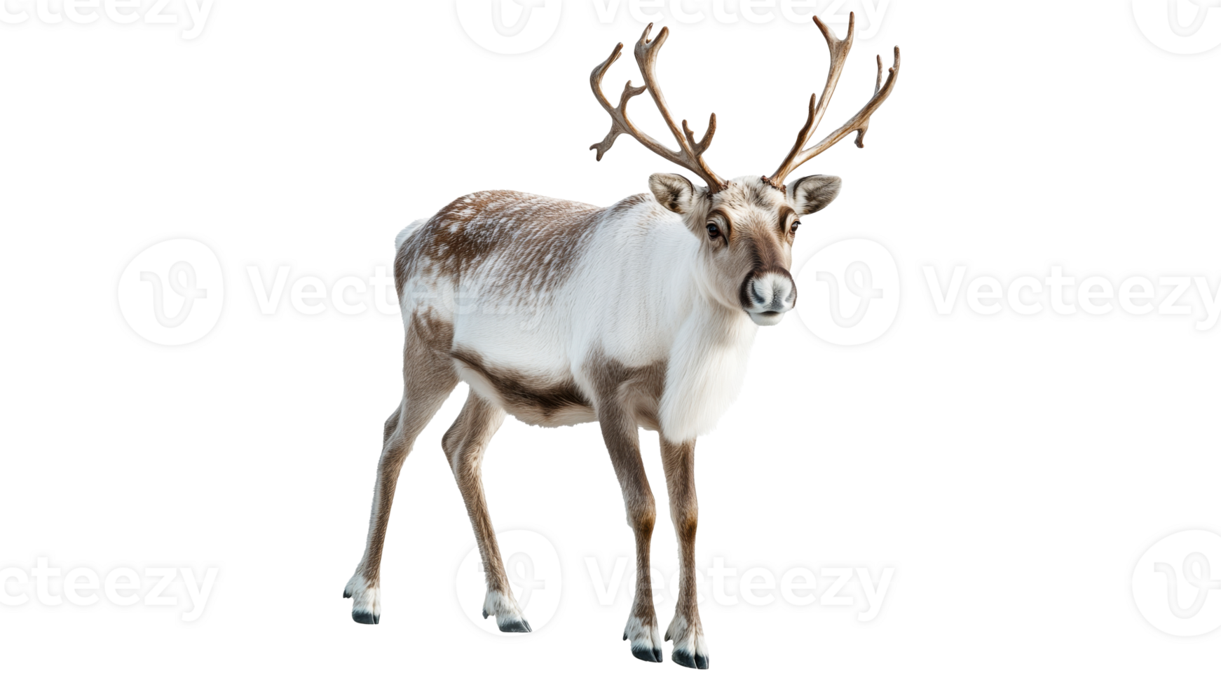 Reindeer in snowy winter scene png