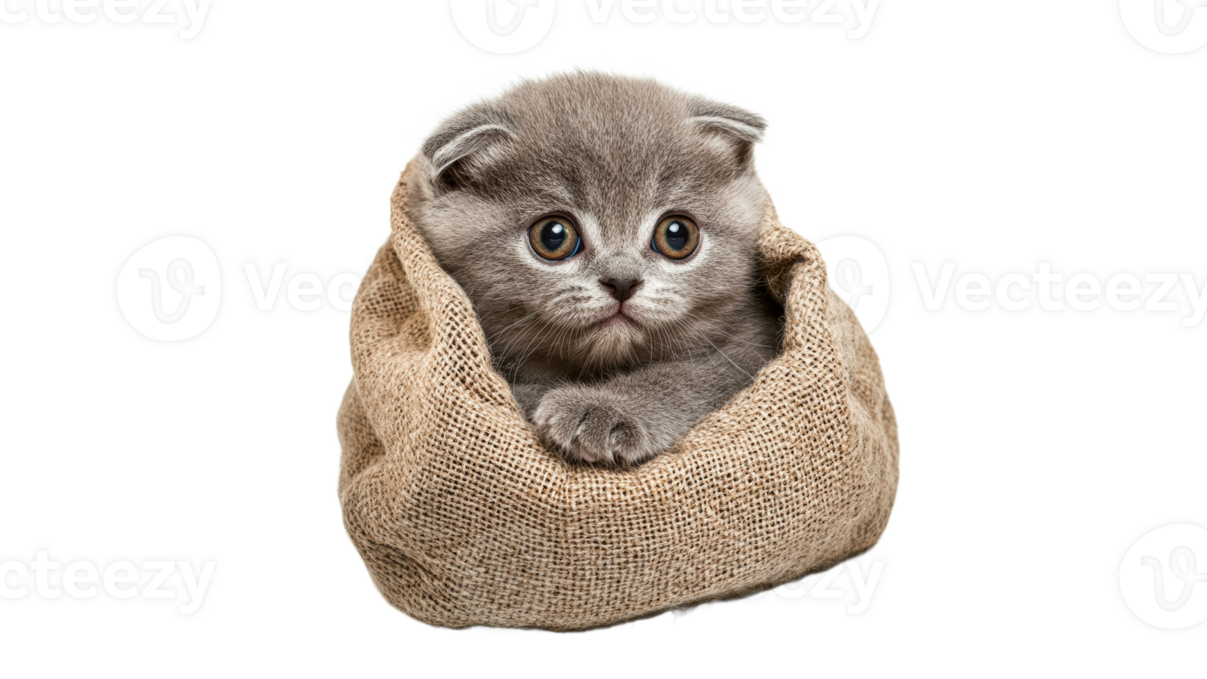 Cute kitten sitting in a burlap sack indoors png