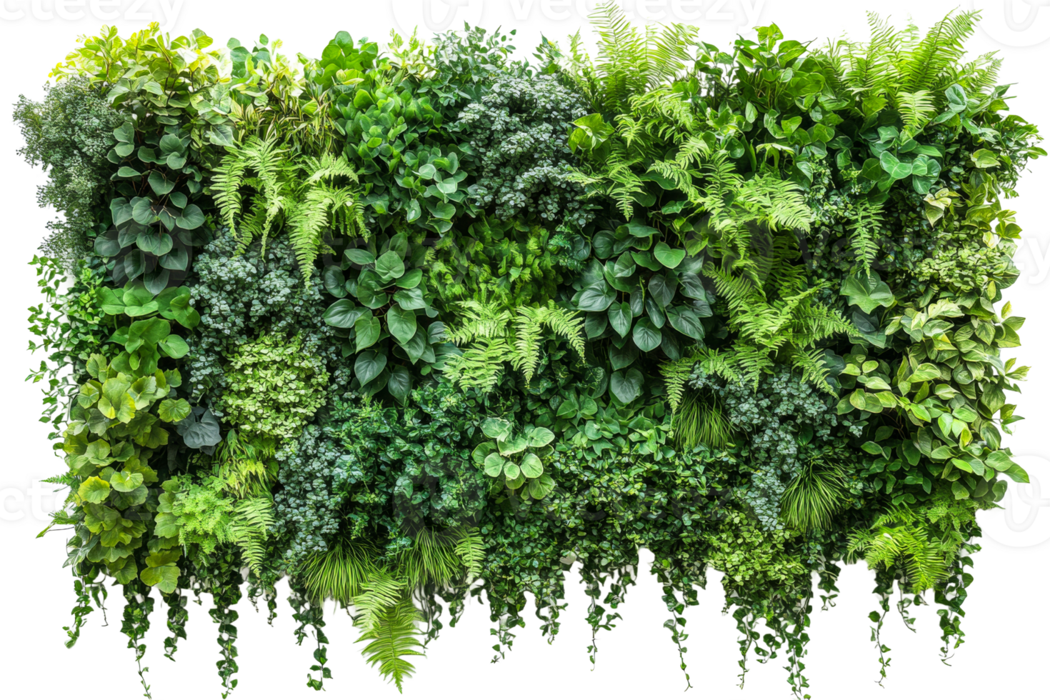 Lush vertical garden of green plants png