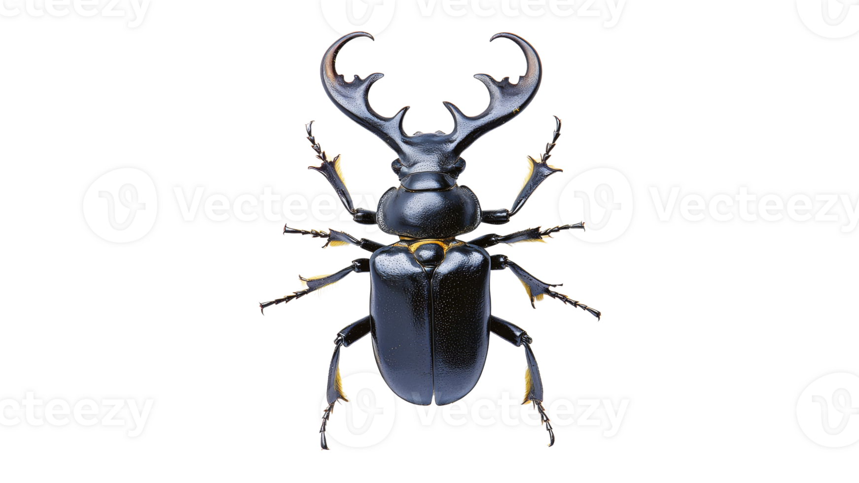 Unique black beetle with impressive horns captured png
