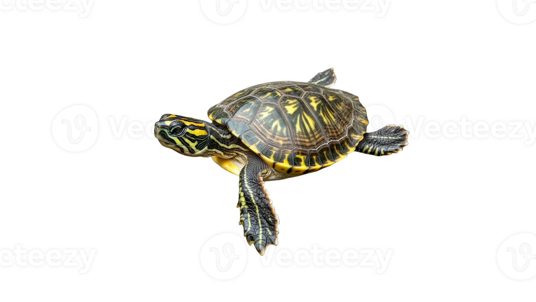 Turtle swimming gracefully in clear water transparent png