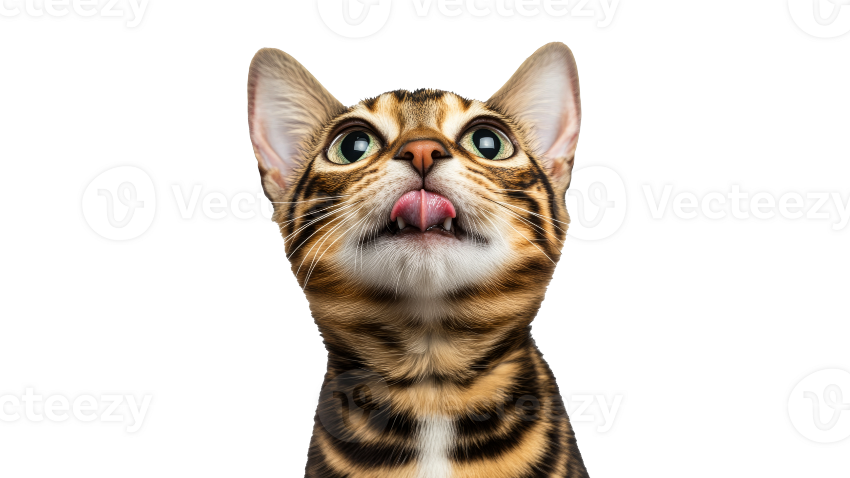 Curious cat gazes upward with adorable expression png