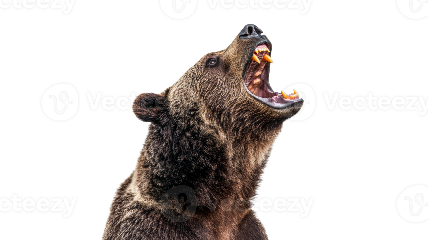 Intense roaring grizzly bear profile png
