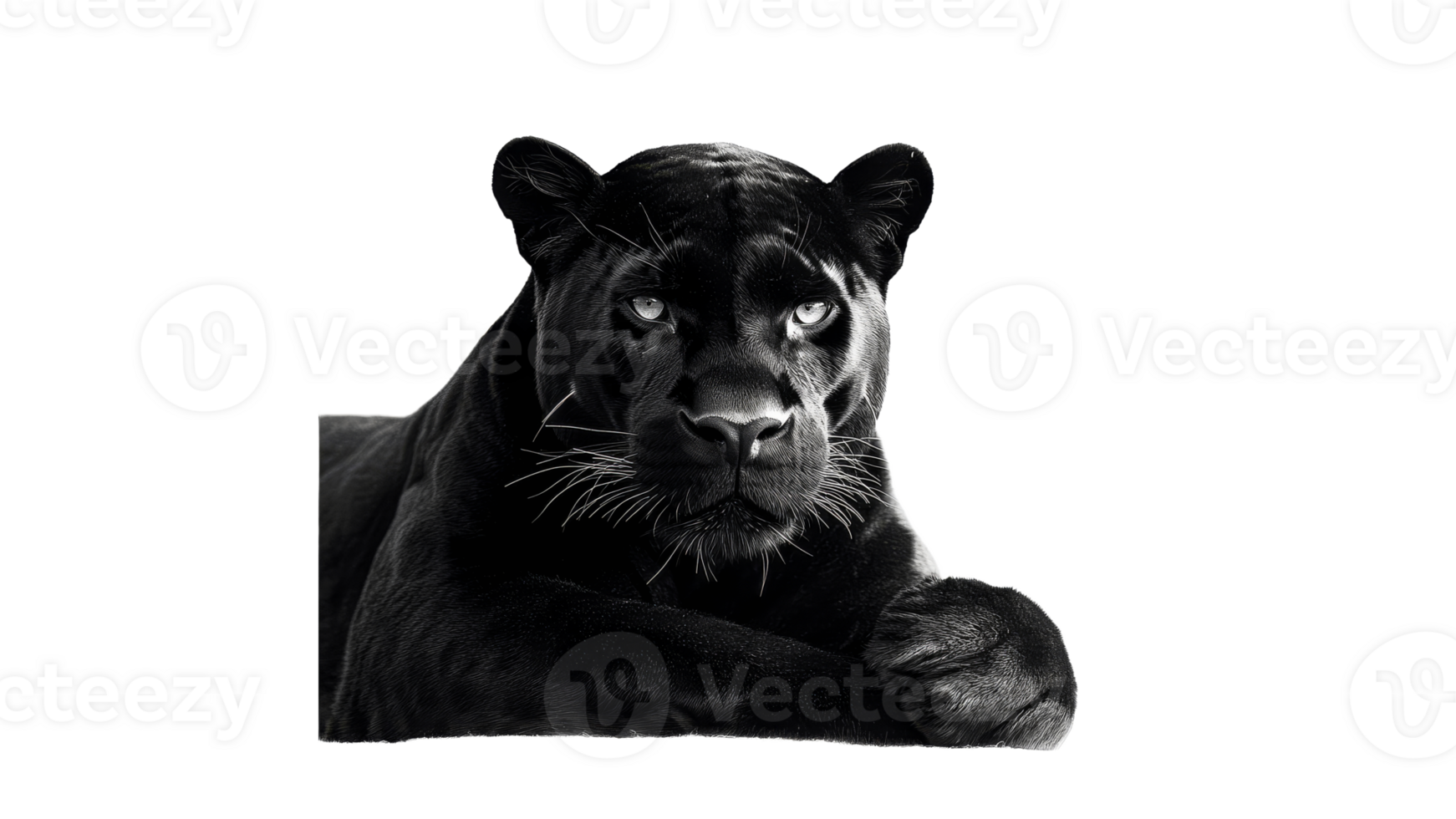 Majestic black panther resting in calm pose png