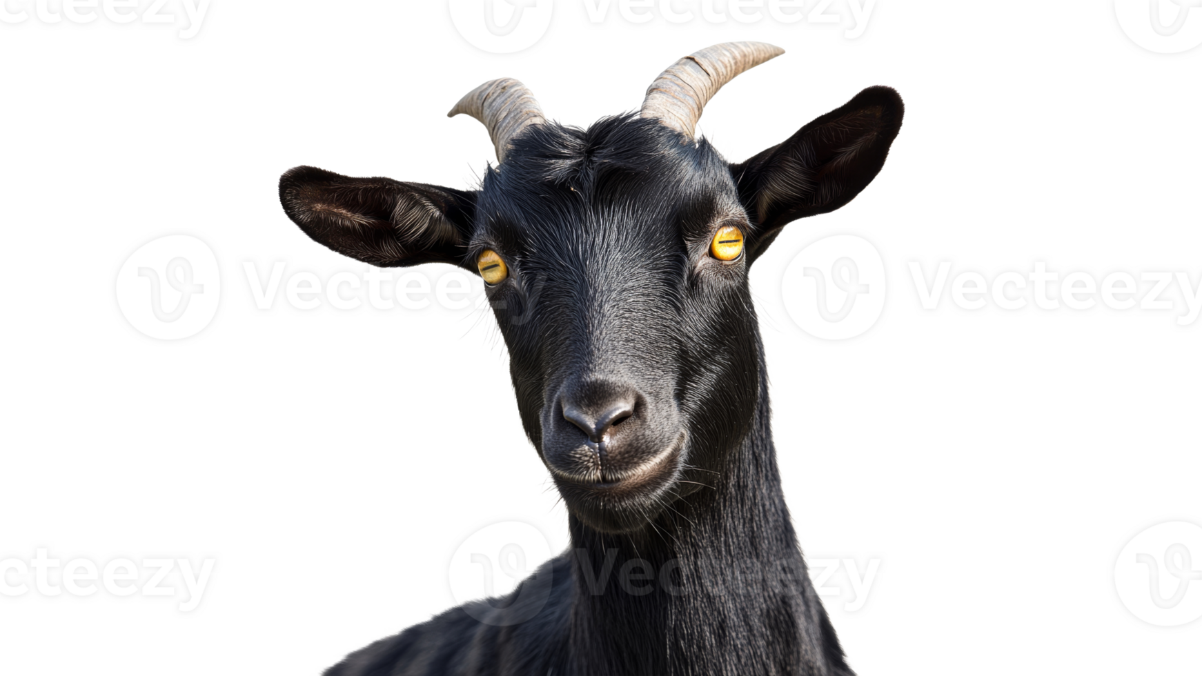 Smiling black goat with striking features png
