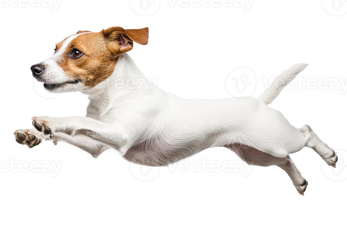 Playful dog leaps joyfully png