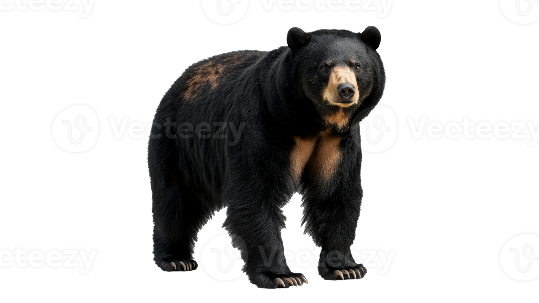 Black bear standing in a natural pose png