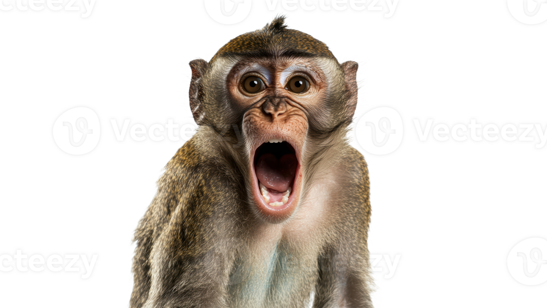 Monkey expressing surprise in front of the camera png