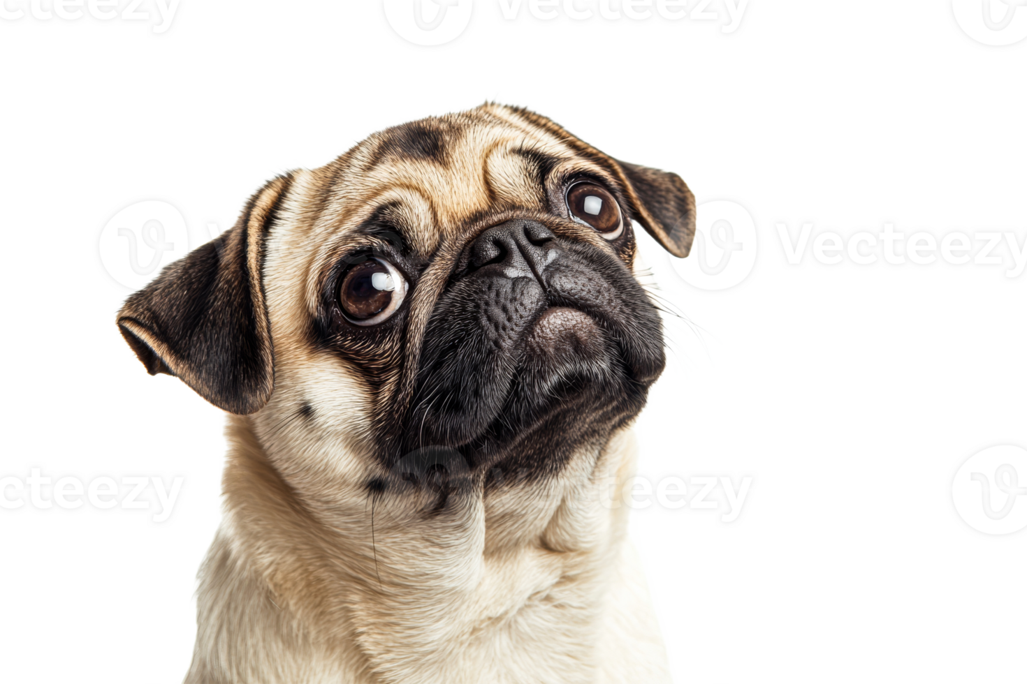 Pug with big eyes looking upwards in bright light png