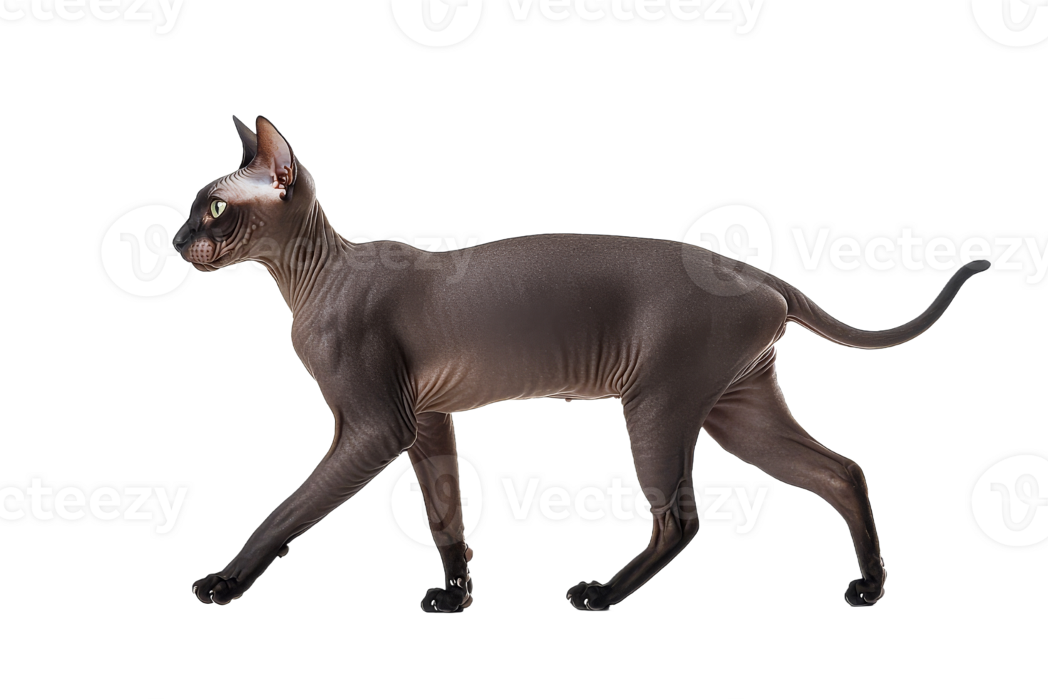 Sphynx cat walking gracefully across the surface png