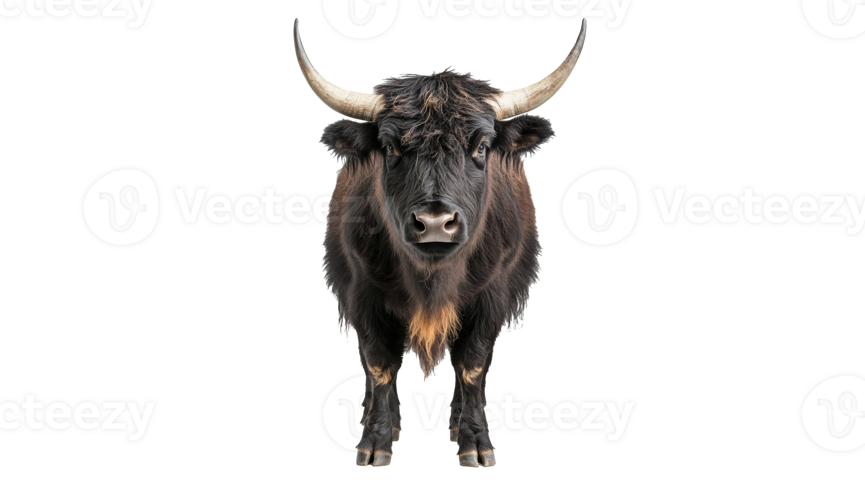 Black bull posing for a portrait in a studio png