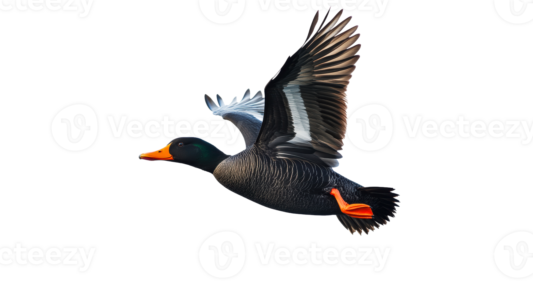 Duck flying gracefully in a clear sky png