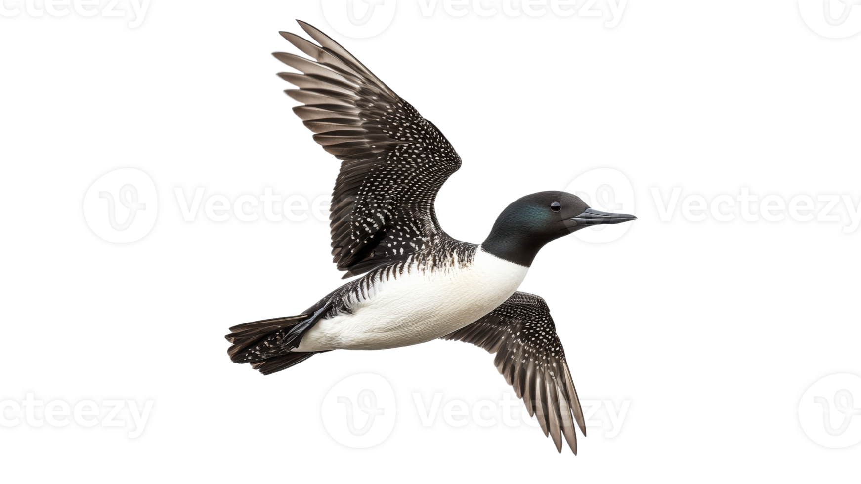 Loon in flight over a serene lake at dawn png