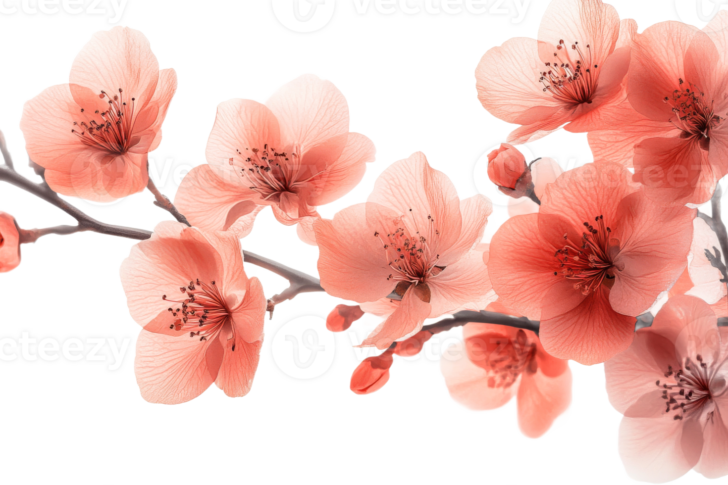 Cherry blossom branch in bloom during spring png